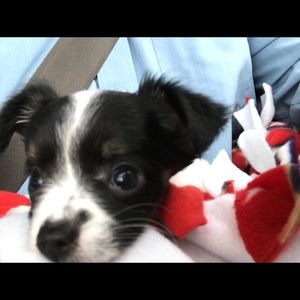 Meet your Posher, Jesse